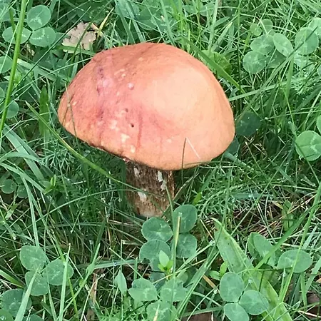 Dzika Plaza Дом отдыха Wierzchucino