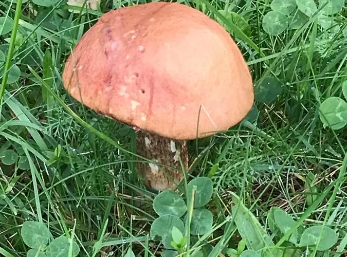 Dzika Plaza Σπίτι διακοπών Wierzchucino